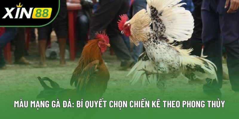 Màu Mạng Gà Đá: Bí Quyết Chọn Chiến Kê Theo Phong Thủy