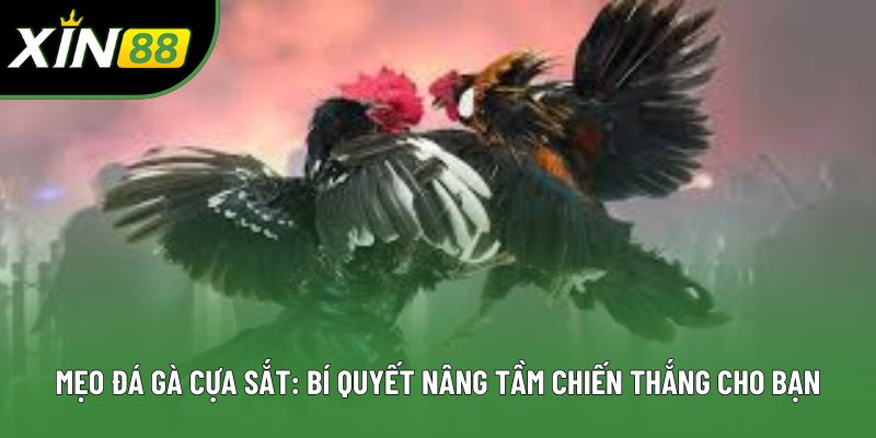 Mẹo Đá Gà Cựa Sắt: Bí Quyết Nâng Tầm Chiến Thắng Cho Bạn